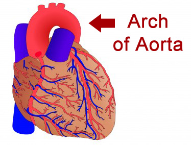 Heart showing aortic arch in red